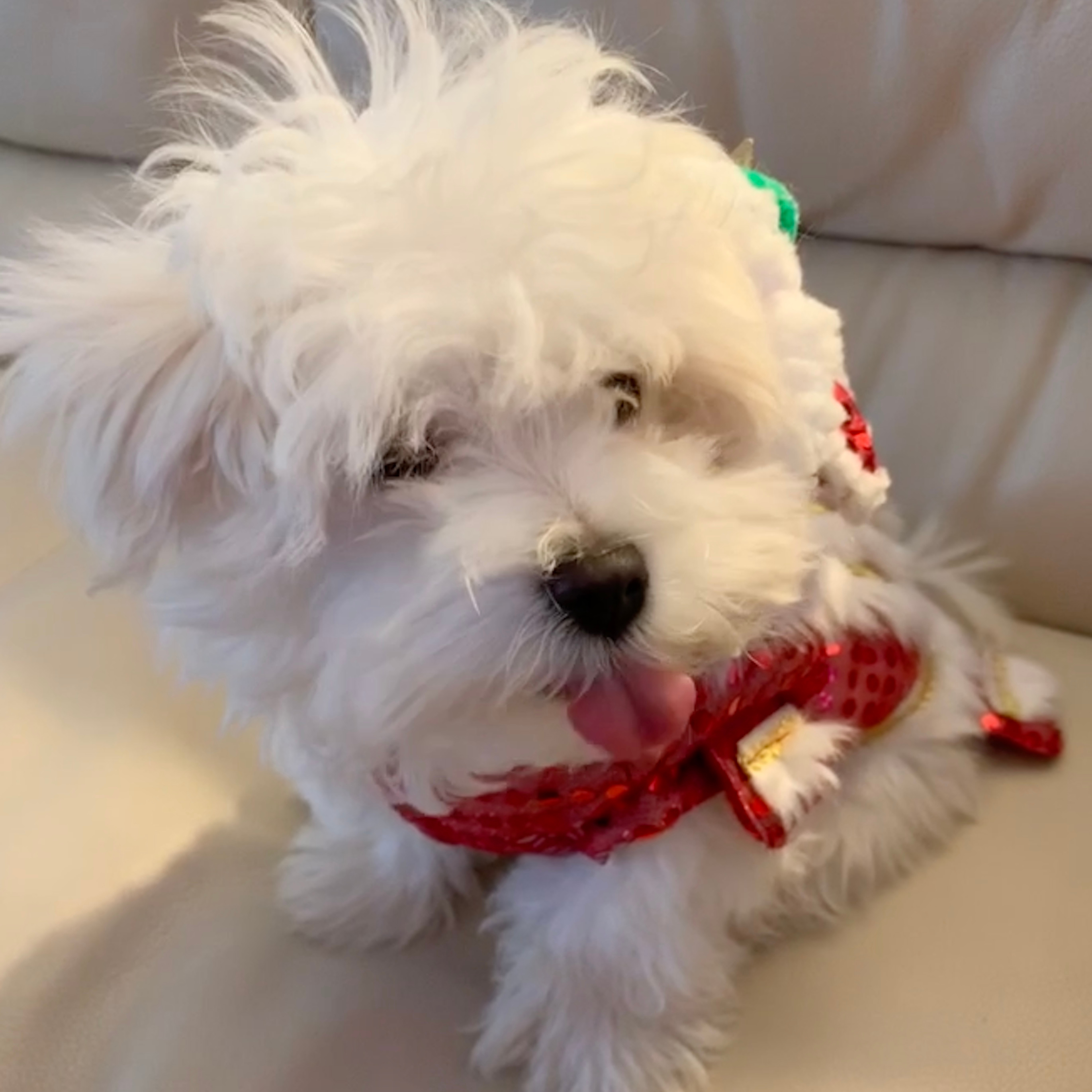 Picture of Tofu, Tiffany's dog